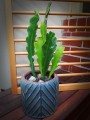 EpiphyllumPhyllanthus06.jpg