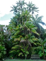 Oncosperma Tigillarium 
