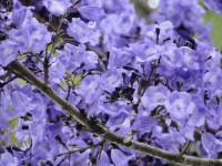 Jacaranda Caucana