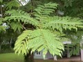 JacarandaCaucana04.jpg