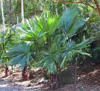 Livistona Speciosa 