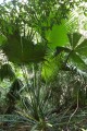 LivistonaSpeciosa03.jpg