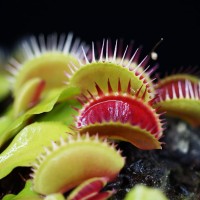 Dionaea Musicpula