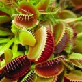 DionaeaMuscipula04.jpg