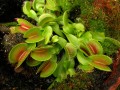 DionaeaMuscipula01.jpg