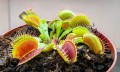 DionaeaMuscipula05.jpg