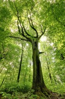 Fagus Sylvatica 