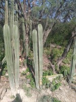 Lophocereus Marginatus 