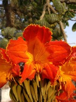 Spathodea Campanulata