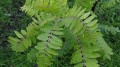 BoswelliaSerrata04.jpg