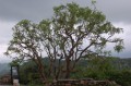 BoswelliaSerrata02.jpg