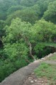 BoswelliaSerrata03.jpg