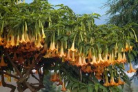 Brugmansia Suaveolens Orange