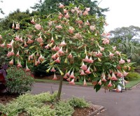 Brugmansia Suaveolens Pink