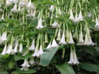 Brugmansia Suaveolens White