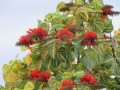 ErythrinaVariegata04.jpg
