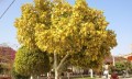 ErythrinaVariegata03.jpg