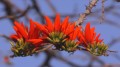 ErythrinaVariegata06.jpg