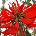 ErythrinaVariegata07.jpg
