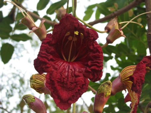 KigeliaAfricana04.jpg