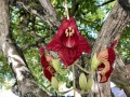 KigeliaAfricana05.jpg