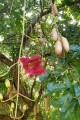 KigeliaAfricana03.jpg