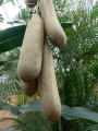 KigeliaAfricana01.jpg