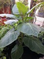 SolanumBetaceum02.jpg