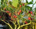 SolanumBetaceum05.jpg