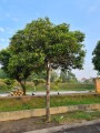 MimusopsElengi03.jpg