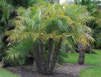 Phoenix Paludosa