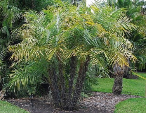 PhoenixPaludosa04.jpg