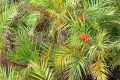 PhoenixPaludosa02.jpg