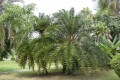 PhoenixPusilla04.jpg