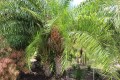 PhoenixPusilla03.jpg