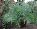 PhoenixPusilla01.jpg
