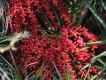 PhoenixPusilla02.jpg
