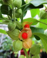 Withania Somnifera