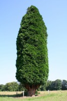 Calcoedrus Decurrens 