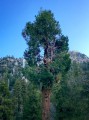 CalocedrusDecurrens03.jpg