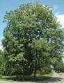 CaryaIllinoinensis01.jpg