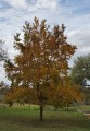 CaryaIllinoinensis02.jpg