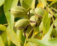 Carya Illinoinensis