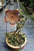 Edithcolea Grandis