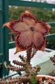 EdithcoleaGrandis02.jpg