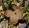 EdithcoleaGrandis04.jpg