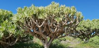 Kleinia Nerifolia
