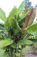 Musa Helens Hybrid