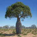 BrachychitonRupestris05.jpg