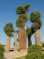 BrachychitonRupestris01.jpg